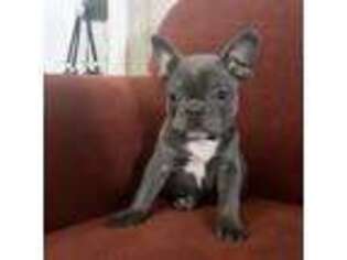 French Bulldog Puppy for sale in Leola, PA, USA