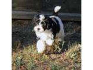 Cavapoo Puppy for sale in Pleasant Hope, MO, USA
