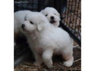 Great Pyrenees Puppy for sale in Kendrick, ID, USA