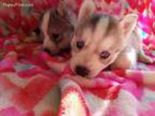 Siberian Husky Puppy for sale in Pierpont, OH, USA