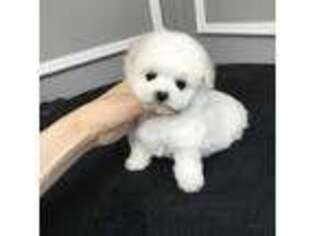 Bichon Frise Puppy for sale in Buffalo, NY, USA