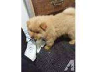 Chow Chow Puppy for sale in SACRAMENTO, CA, USA