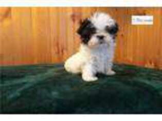 Havanese Puppy for sale in Fort Worth, TX, USA