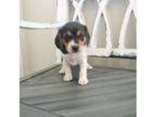 Beagle Puppy for sale in Henefer, UT, USA
