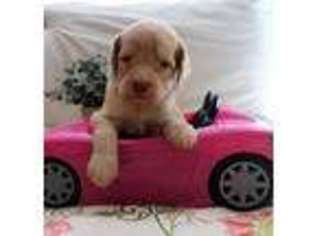 Goldendoodle Puppy for sale in Comer, GA, USA