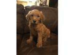 Goldendoodle Puppy for sale in Dos Palos, CA, USA