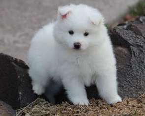 American Eskimo Dog Puppy for sale in North Bergen, NJ, USA