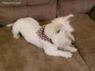 West Highland White Terrier Puppy for sale in Bethune, SC, USA