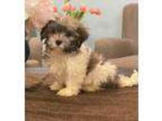 Havanese Puppy for sale in Lawrenceville, GA, USA