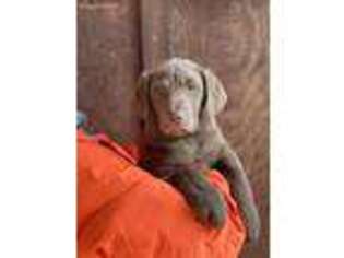 Chesapeake Bay Retriever Puppy for sale in Cle Elum, WA, USA