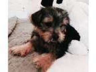 Yorkshire Terrier Puppy for sale in Birmingham, AL, USA