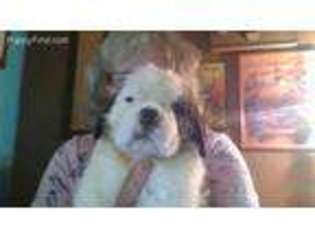 Saint Bernard Puppy for sale in Stoutsville, MO, USA