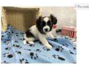 Papillon Puppy for sale in Fort Wayne, IN, USA