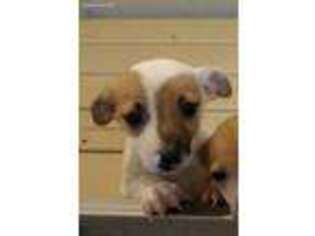 Jack Russell Terrier Puppy for sale in Middlebury, IN, USA
