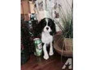 Cavalier King Charles Spaniel Puppy for sale in SPOKANE, WA, USA