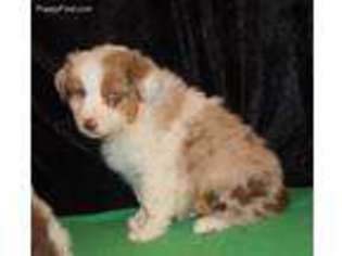 Australian Shepherd Puppy for sale in Alton, MO, USA