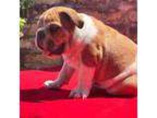 Bulldog Puppy for sale in Hallandale, FL, USA