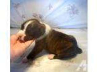 Boxer Puppy for sale in RATTAN, OK, USA
