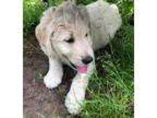 Goldendoodle Puppy for sale in Friendswood, TX, USA