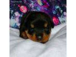 Rottweiler Puppy for sale in Puyallup, WA, USA