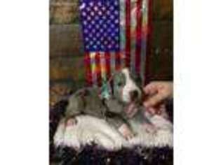 Great Dane Puppy for sale in Elberta, AL, USA