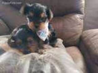 Yorkshire Terrier Puppy for sale in Willis, TX, USA