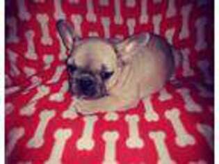 French Bulldog Puppy for sale in North Dighton, MA, USA