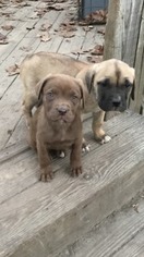 Mastiff Puppy for sale in Richmond, VA, USA