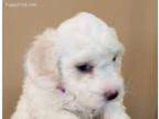 Bichon Frise Puppy for sale in Grain Valley, MO, USA