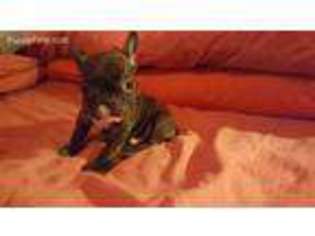 French Bulldog Puppy for sale in Philo, OH, USA