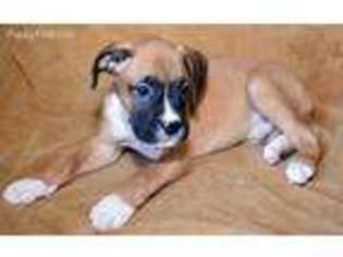Boxer Puppy for sale in Kendallville, IN, USA