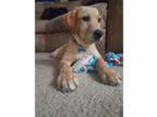 Labrador Retriever Puppy for sale in Montgomery, IL, USA