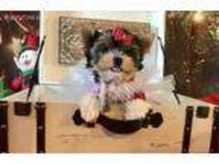 Biewer Terrier Puppy for sale in Jonestown, PA, USA