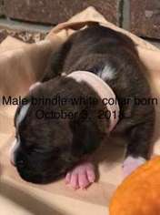 Boxer Puppy for sale in Zelienople, PA, USA