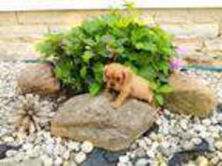 Cavalier King Charles Spaniel Puppy for sale in Eaton, OH, USA