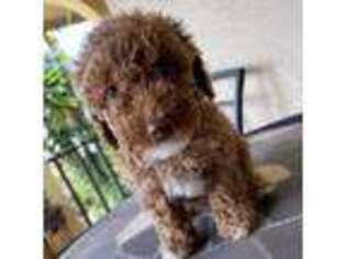 Mutt Puppy for sale in San Leandro, CA, USA