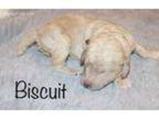 Mutt Puppy for sale in Mena, AR, USA