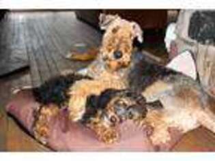 Airedale Terrier Puppy for sale in Branch, MI, USA