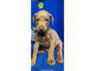 Doberman Pinscher Puppy for sale in Eastman, GA, USA