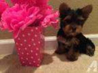 Yorkshire Terrier Puppy for sale in Discovery Bay, CA, USA