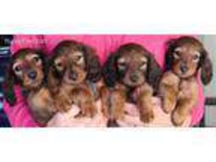 Dachshund Puppy for sale in Adamstown, PA, USA