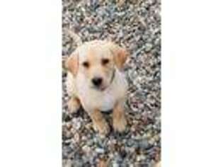 Labrador Retriever Puppy for sale in Parachute, CO, USA