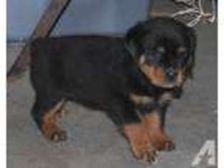 Rottweiler Puppy for sale in UXBRIDGE, MA, USA