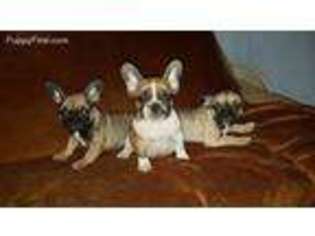 French Bulldog Puppy for sale in Torrington, CT, USA