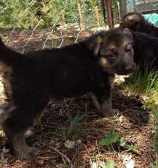 German Shepherd Dog Puppy for sale in Cripple Creek, CO, USA