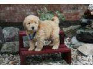 Labradoodle Puppy for sale in BRIGHTON, MO, USA