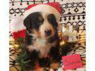 Bernese Mountain Dog Puppy for sale in Eureka, MT, USA