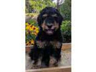 Goldendoodle Puppy for sale in Huntsville, OH, USA