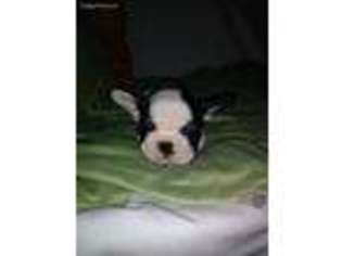 French Bulldog Puppy for sale in Bremen, OH, USA