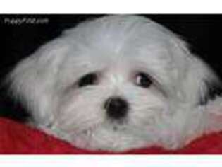 Maltese Puppy for sale in Attalla, AL, USA